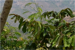 Pterospermum xylocarpum